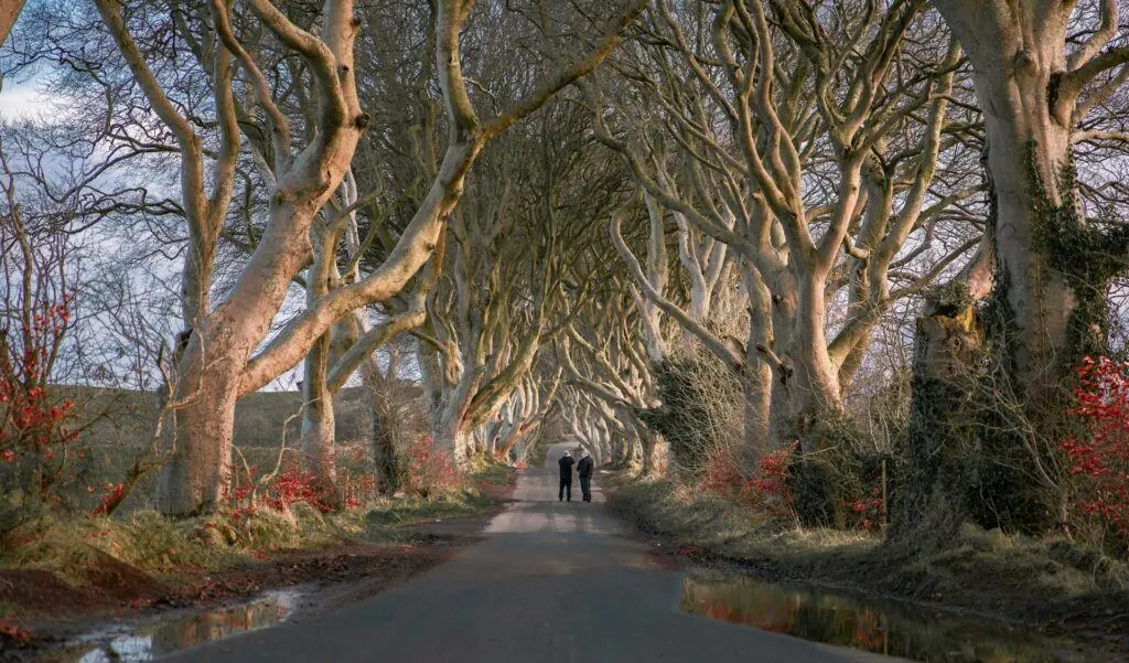 Voyage sur mesure au Royaume-Uni et en Irlande : l’allée des Dark Hedges en Irlande du Nord